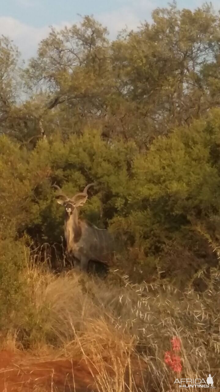 Kudu South Africa