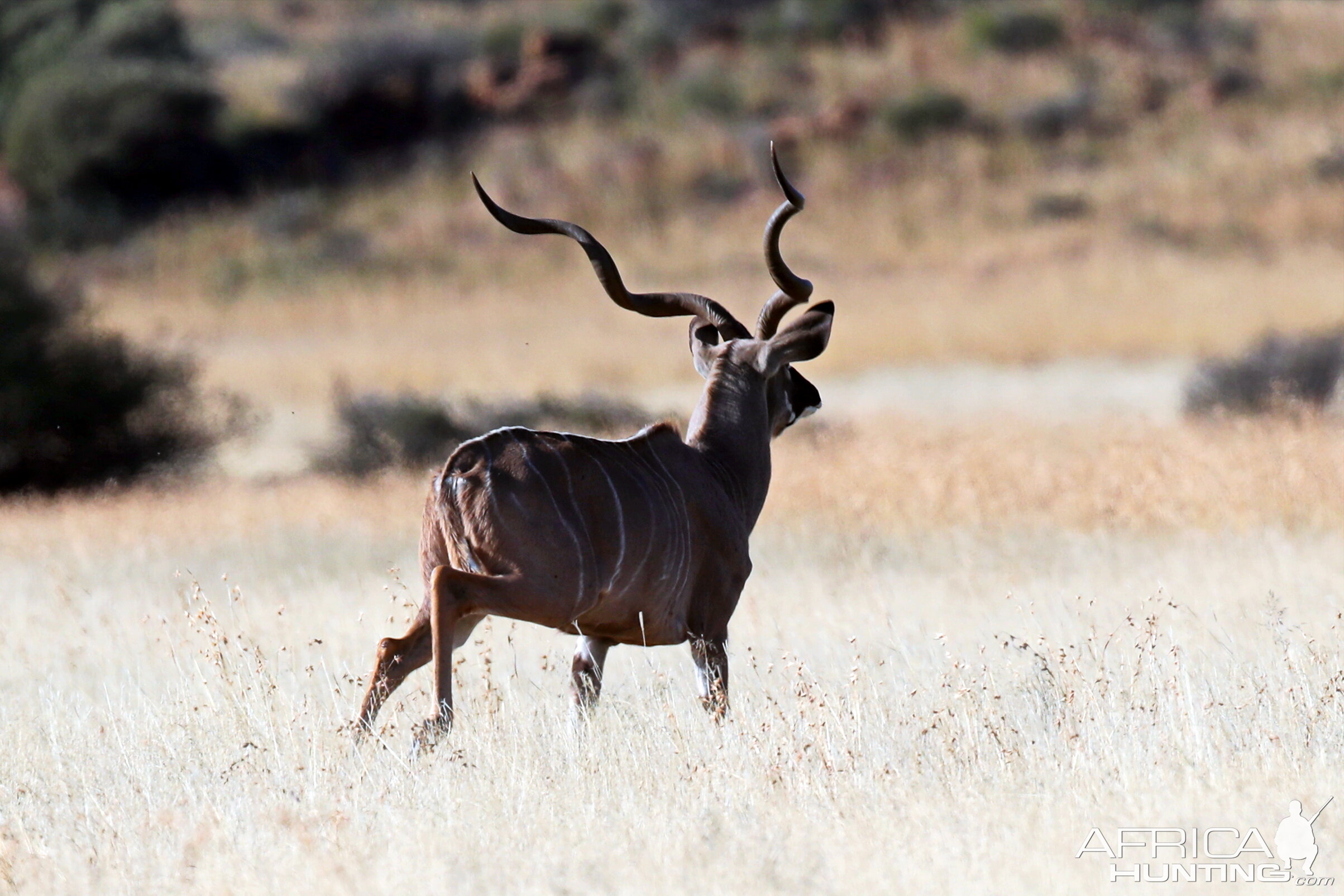 Kudu South Africa