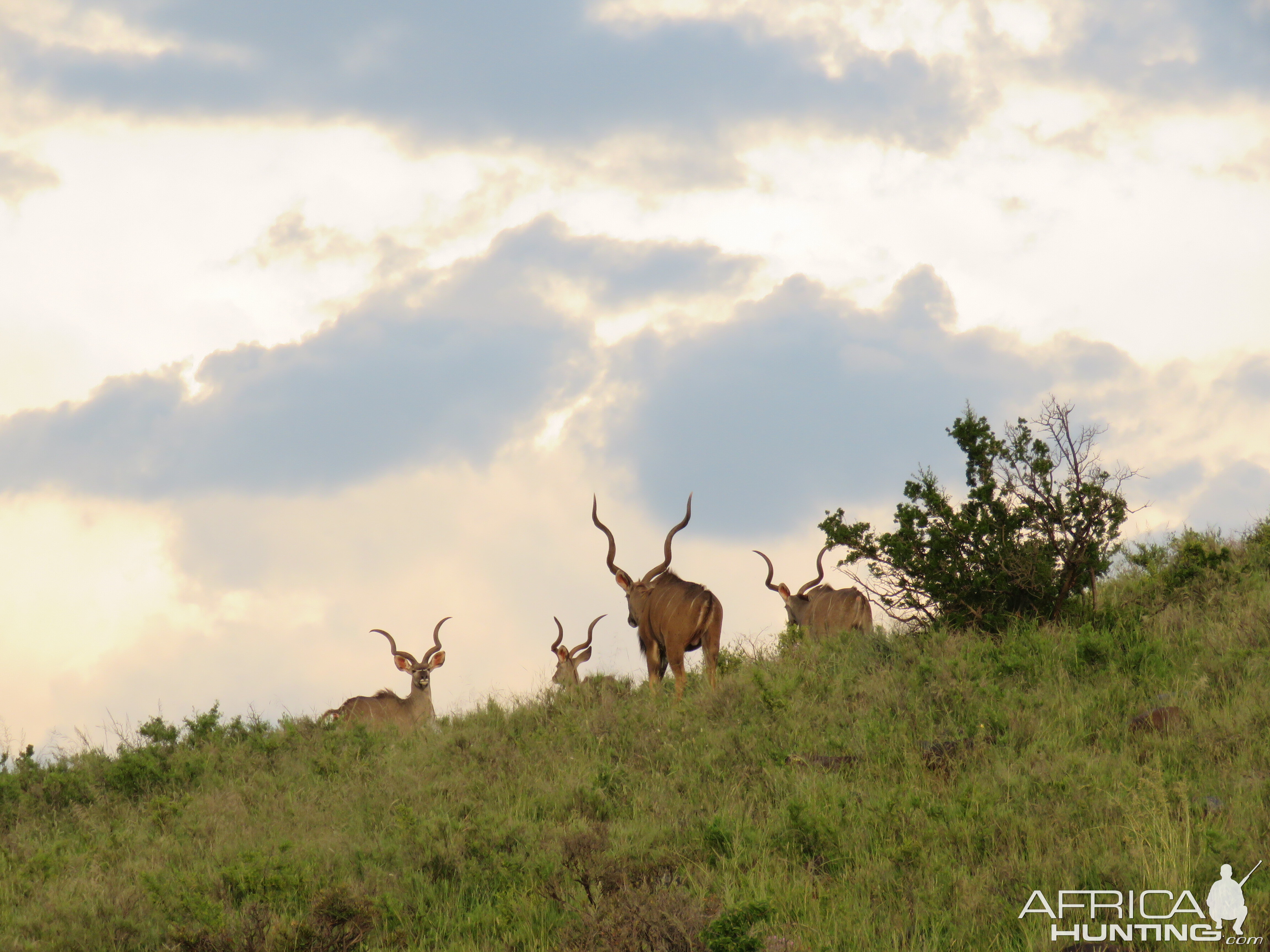 Kudu South Africa