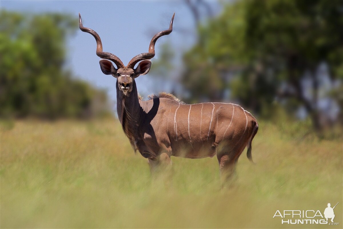 Kudu South Africa