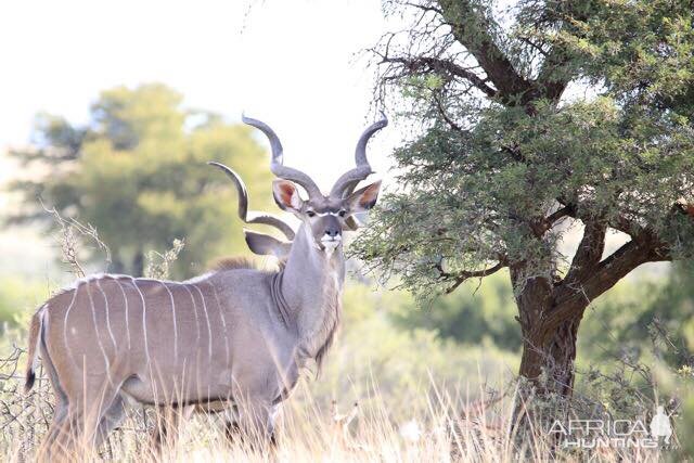 Kudu South Africa