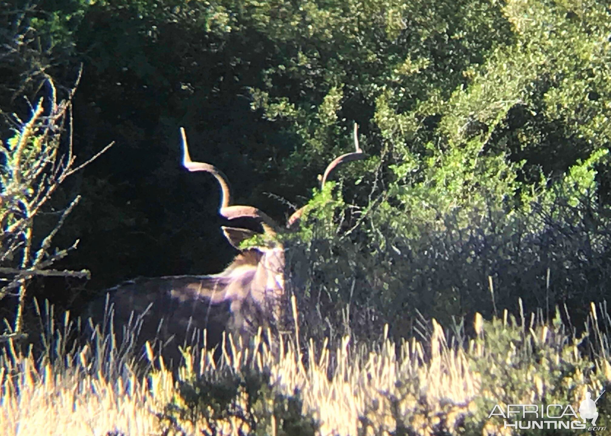 Kudu South Africa