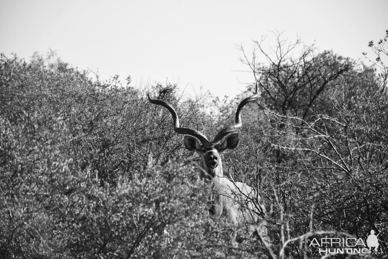 Kudu South Africa