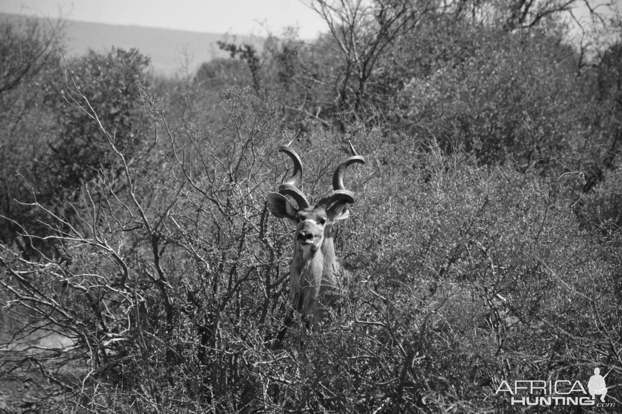 Kudu South Africa