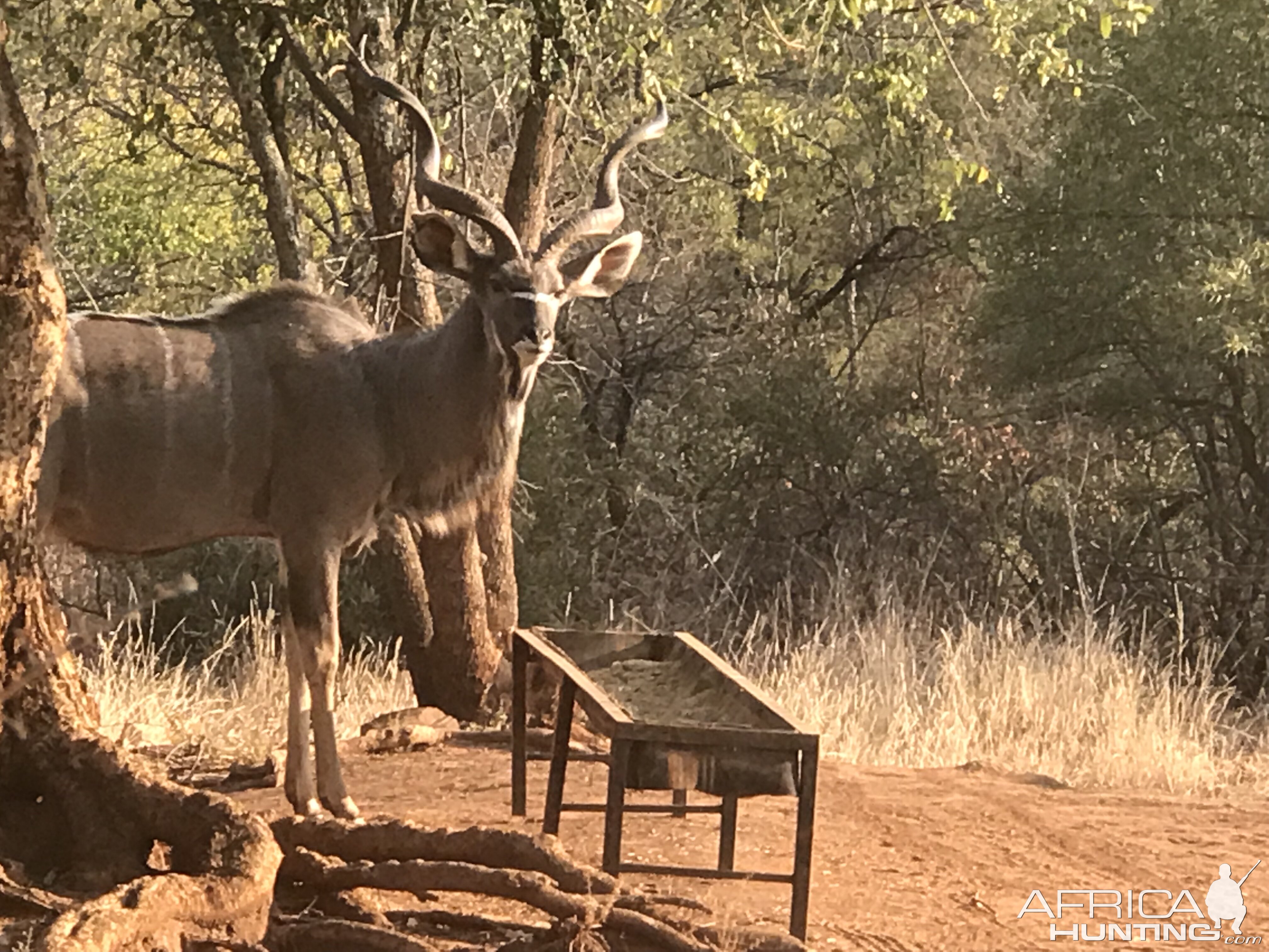 Kudu South Africa