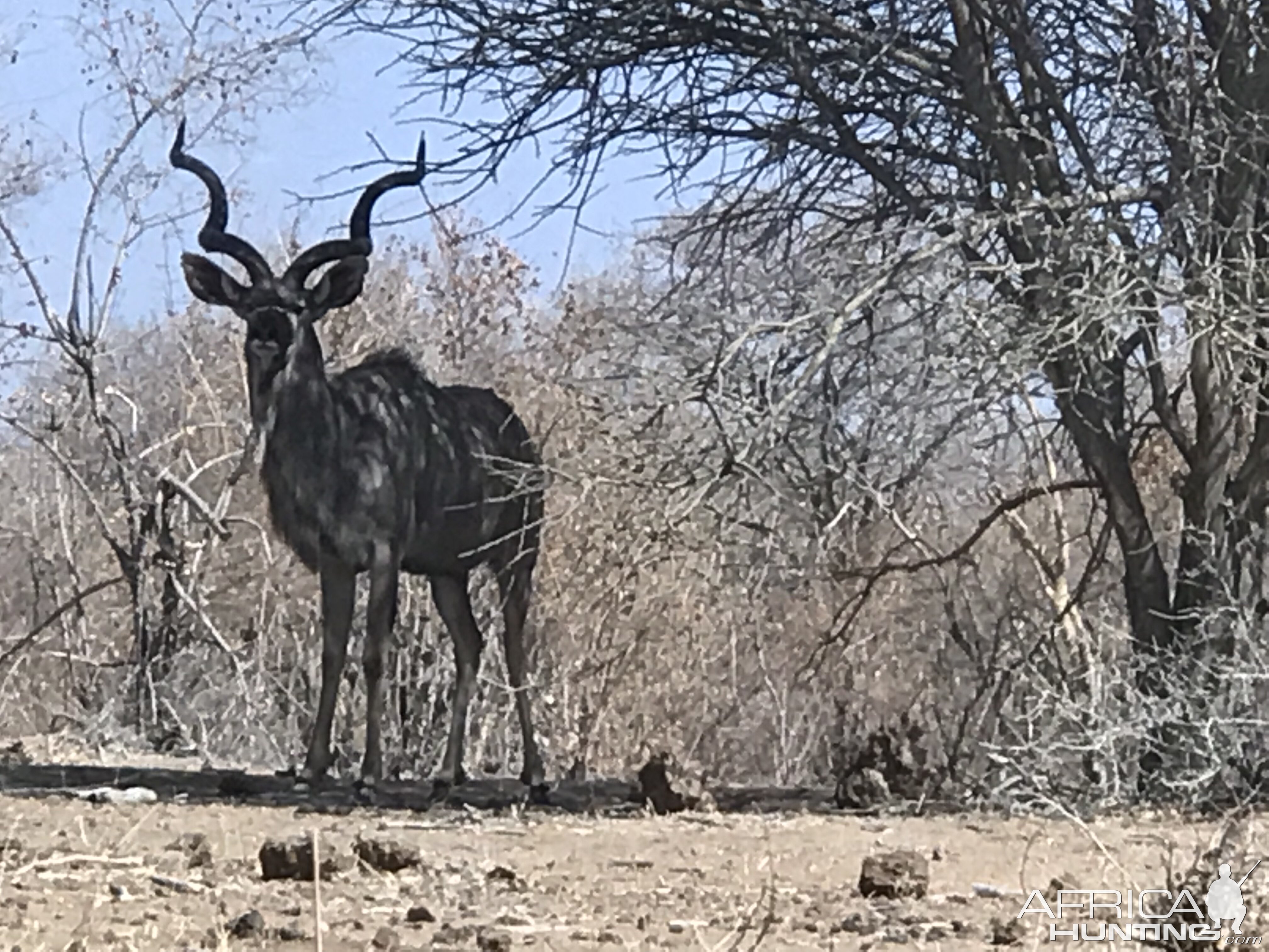 Kudu South Africa