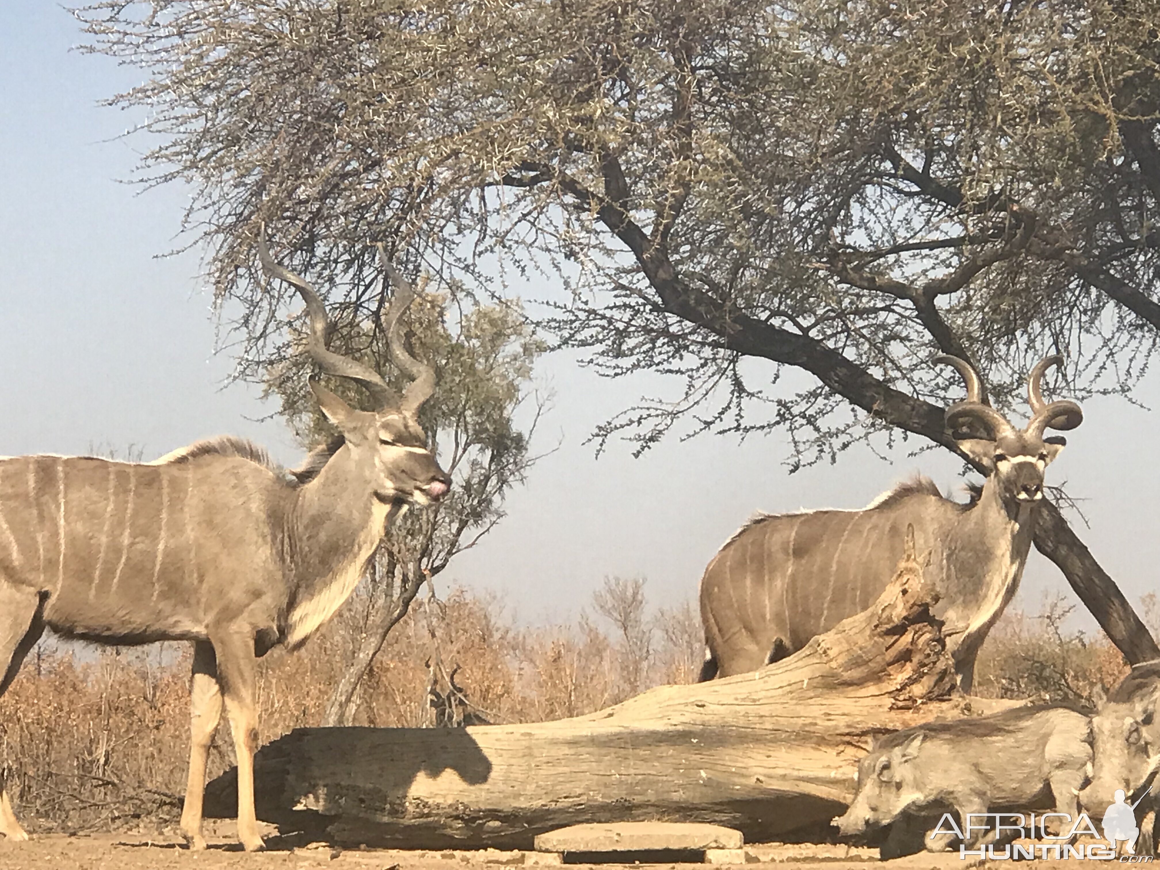 Kudu South Africa