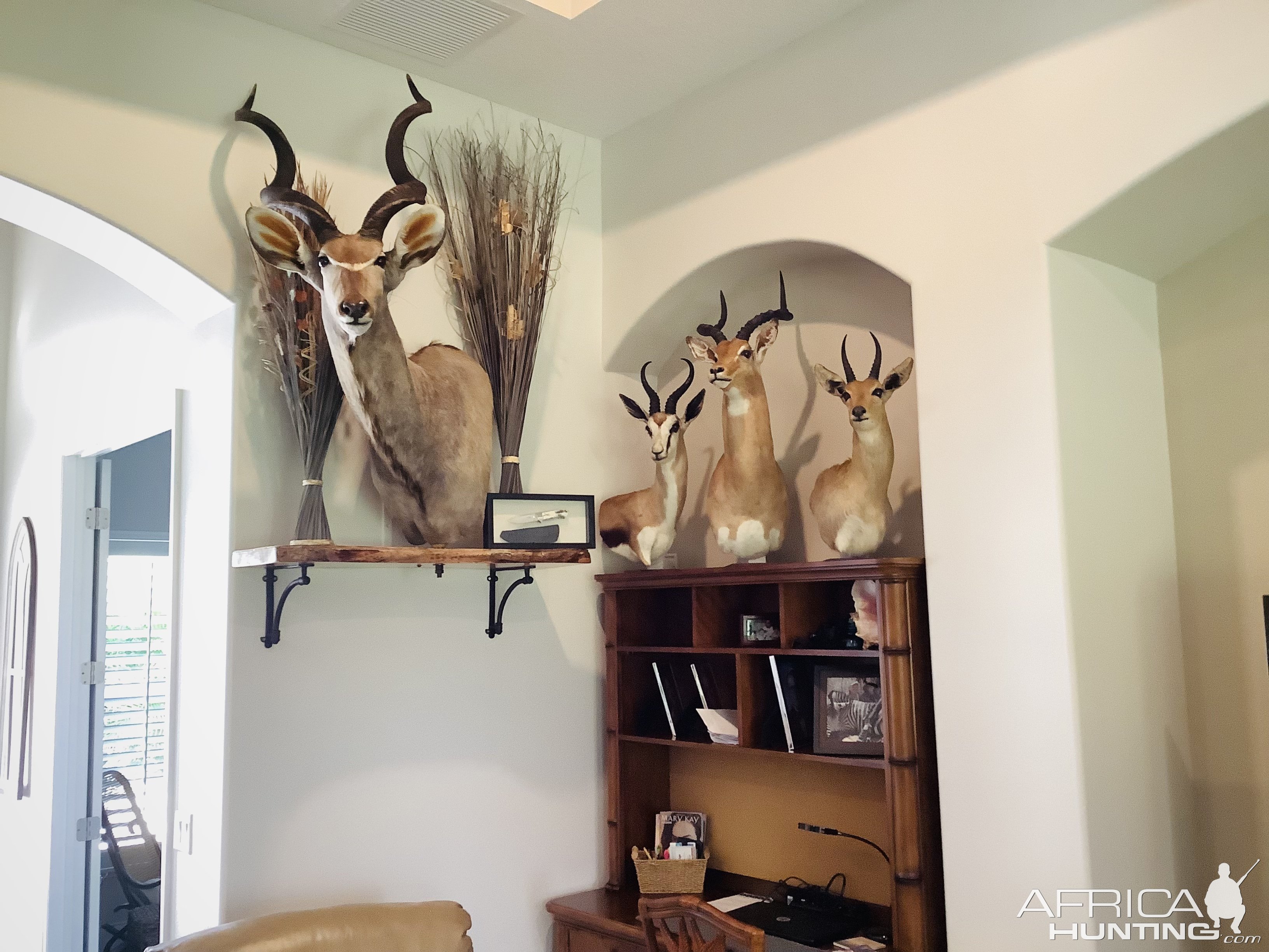 Kudu & Springbok Pedestal Mounts Taxidermy