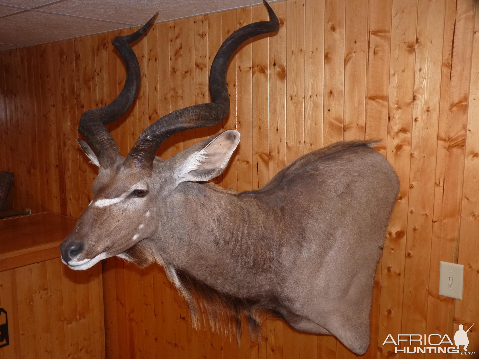 Kudu Taxidermy