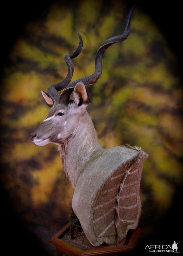 Kudu Taxidermy