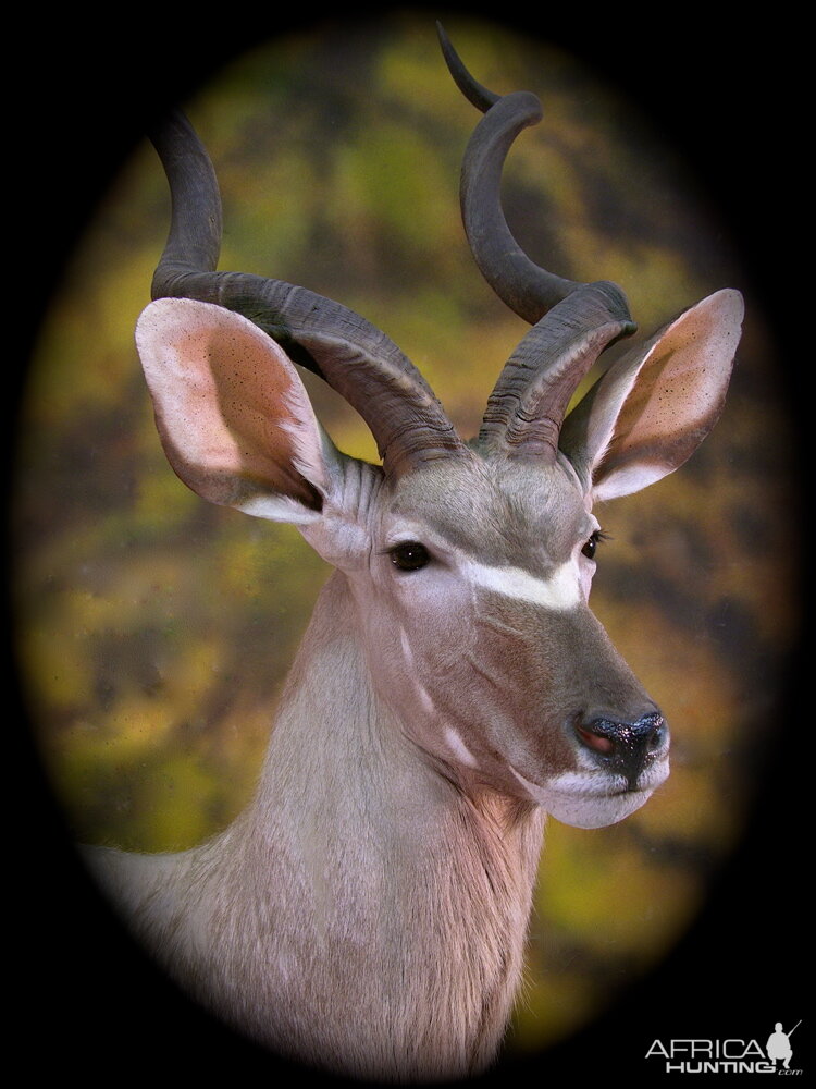 Kudu Taxidermy