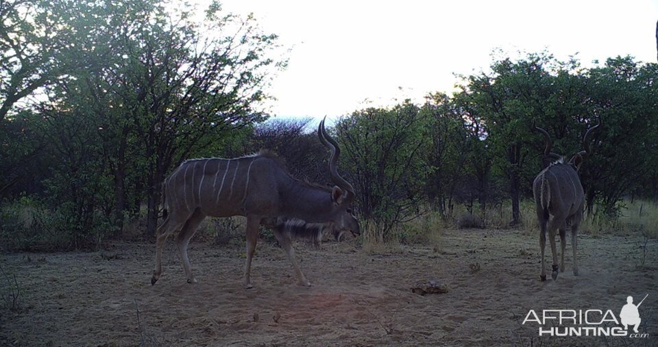 Kudu Trail Cam Pictures Namibia