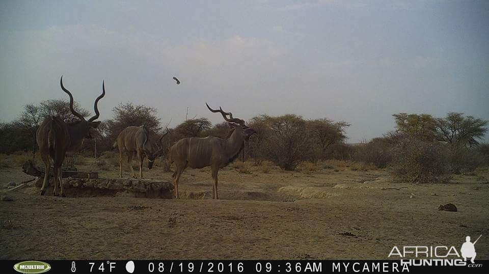 Kudu Trail Cam Pictures Namibia