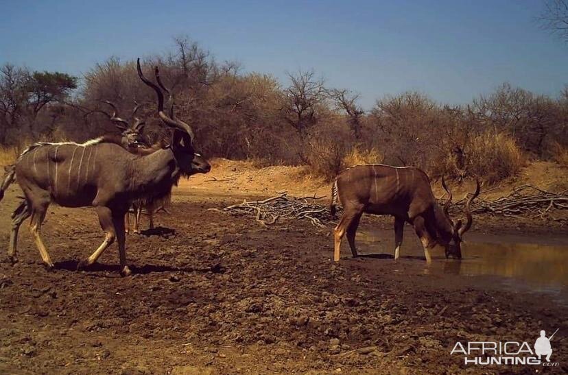 Kudu Trail Cam Pictures South Africa