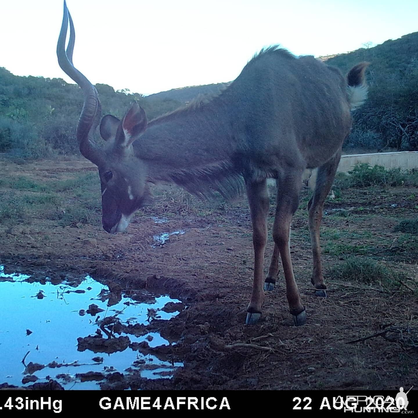 Kudu Trail Cam Pictures South Africa