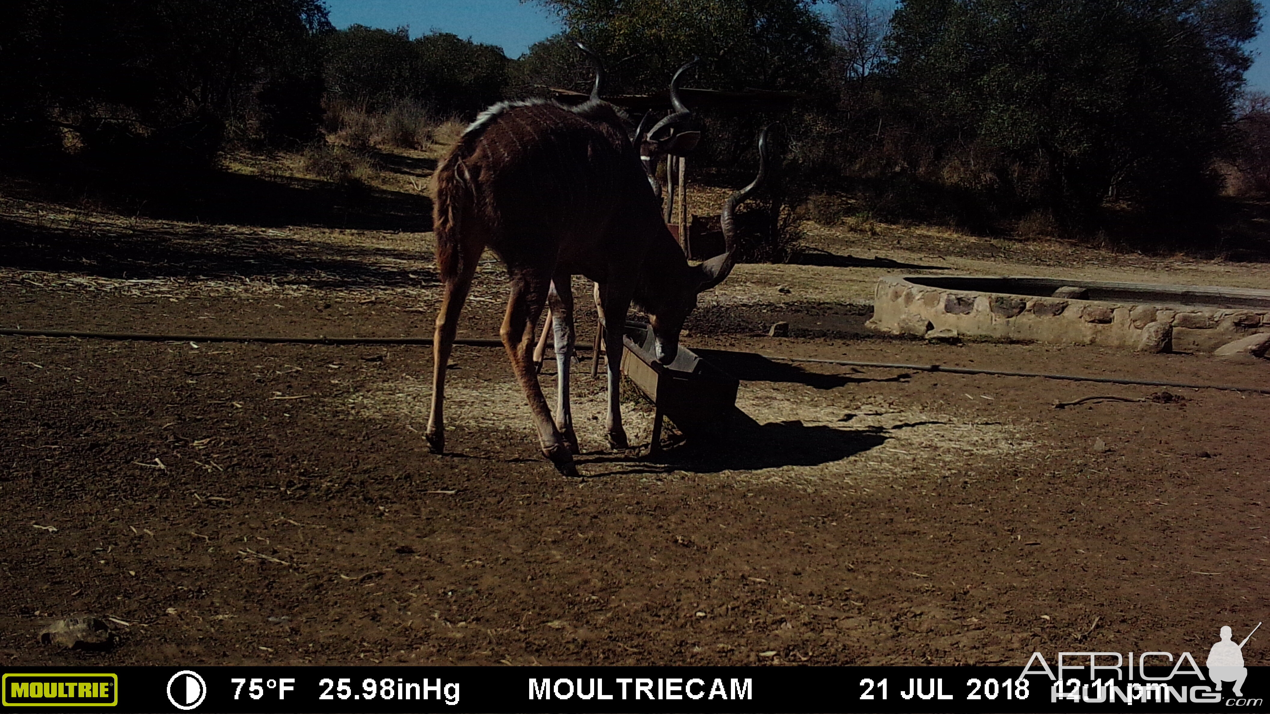 Kudu Trail Cam Pictures South Africa