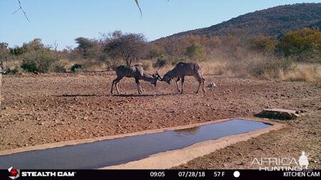 Kudu Trail Cam Pictures South Africa