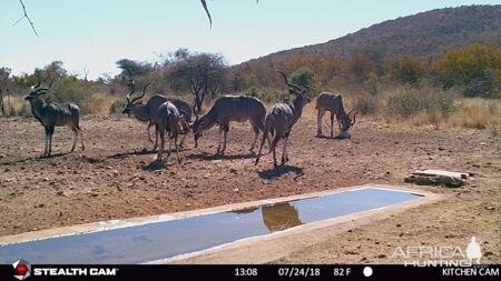 Kudu Trail Cam Pictures South Africa