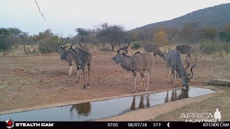 Kudu Trail Cam Pictures South Africa