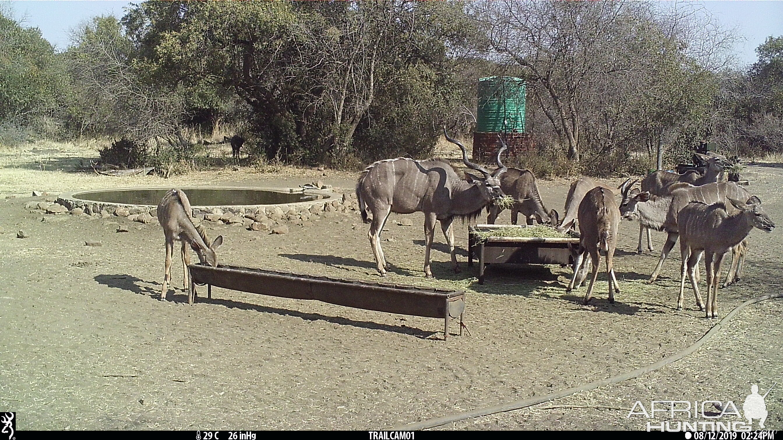 Kudu Trail Cam Pictures South Africa