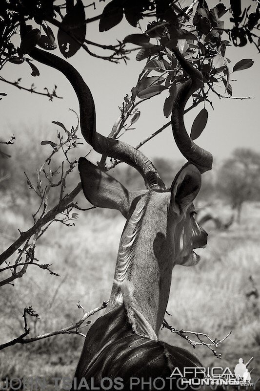 kudu, tree