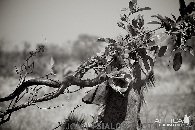 kudu, tree