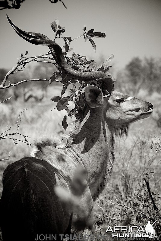 kudu, tree