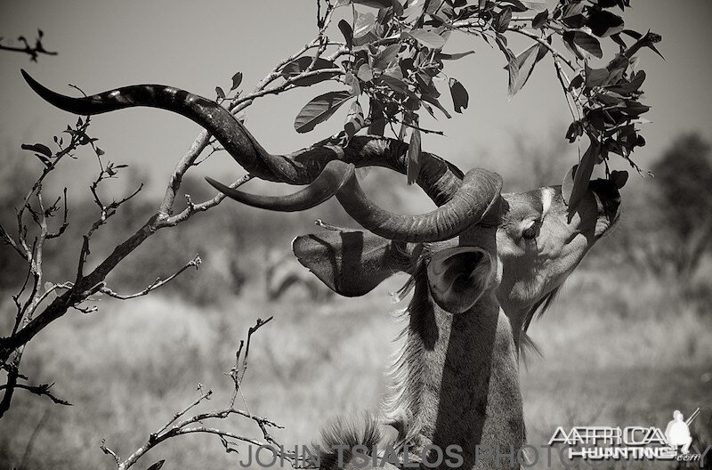 kudu, tree