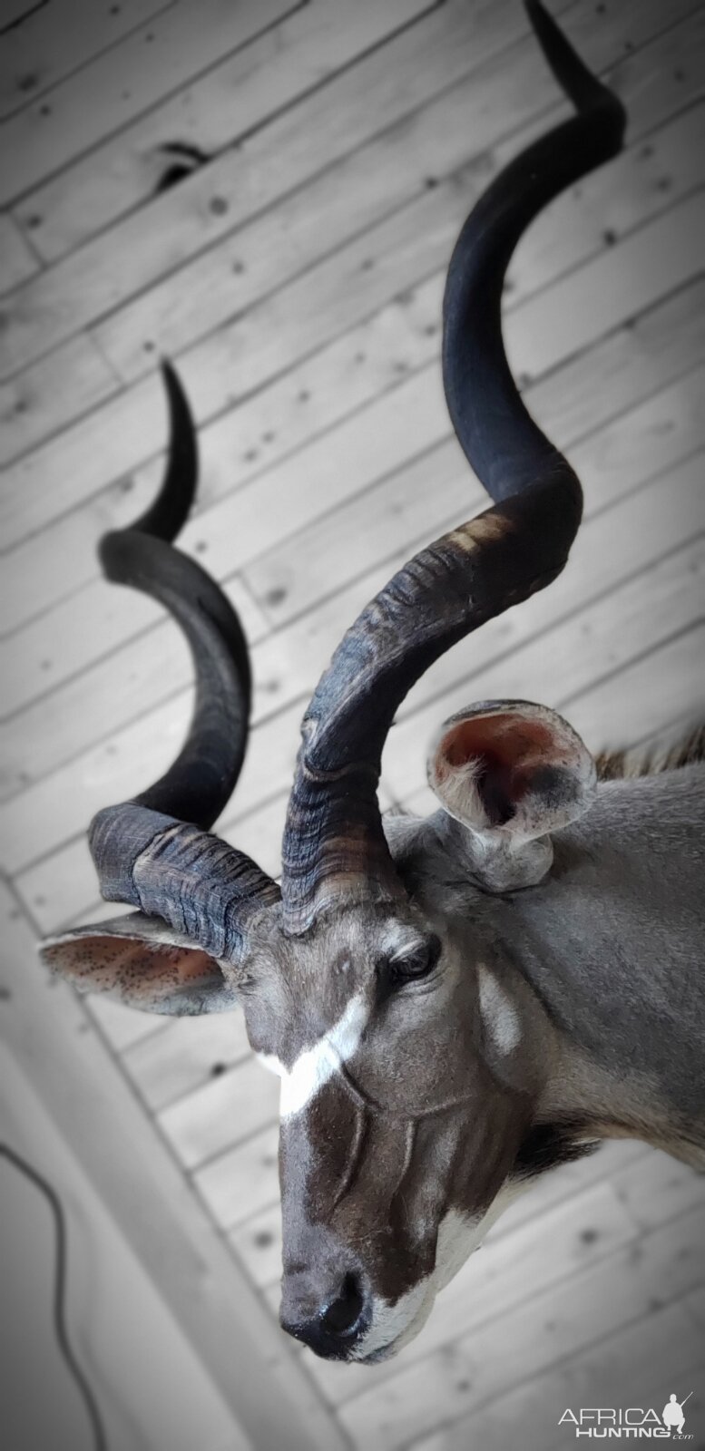 Kudu Wall Pedestal Mount Taxidermy