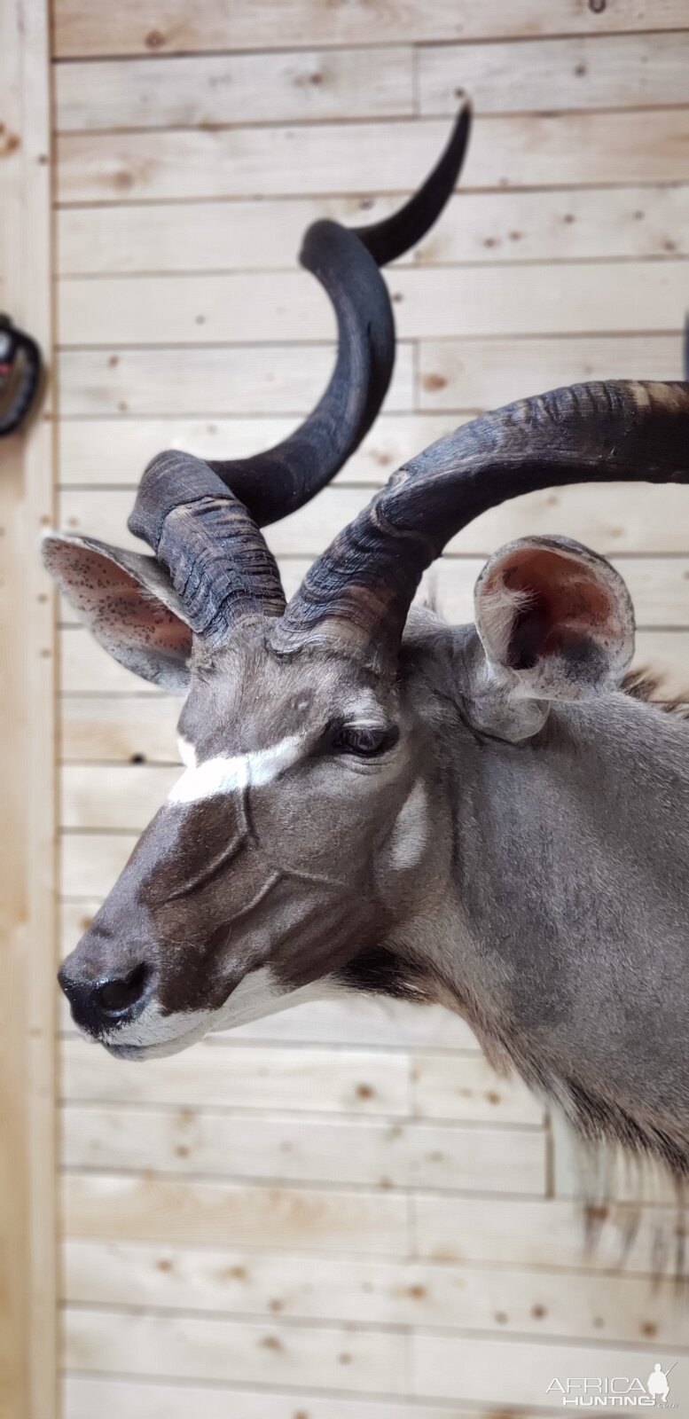 Kudu Wall Pedestal Mount Taxidermy