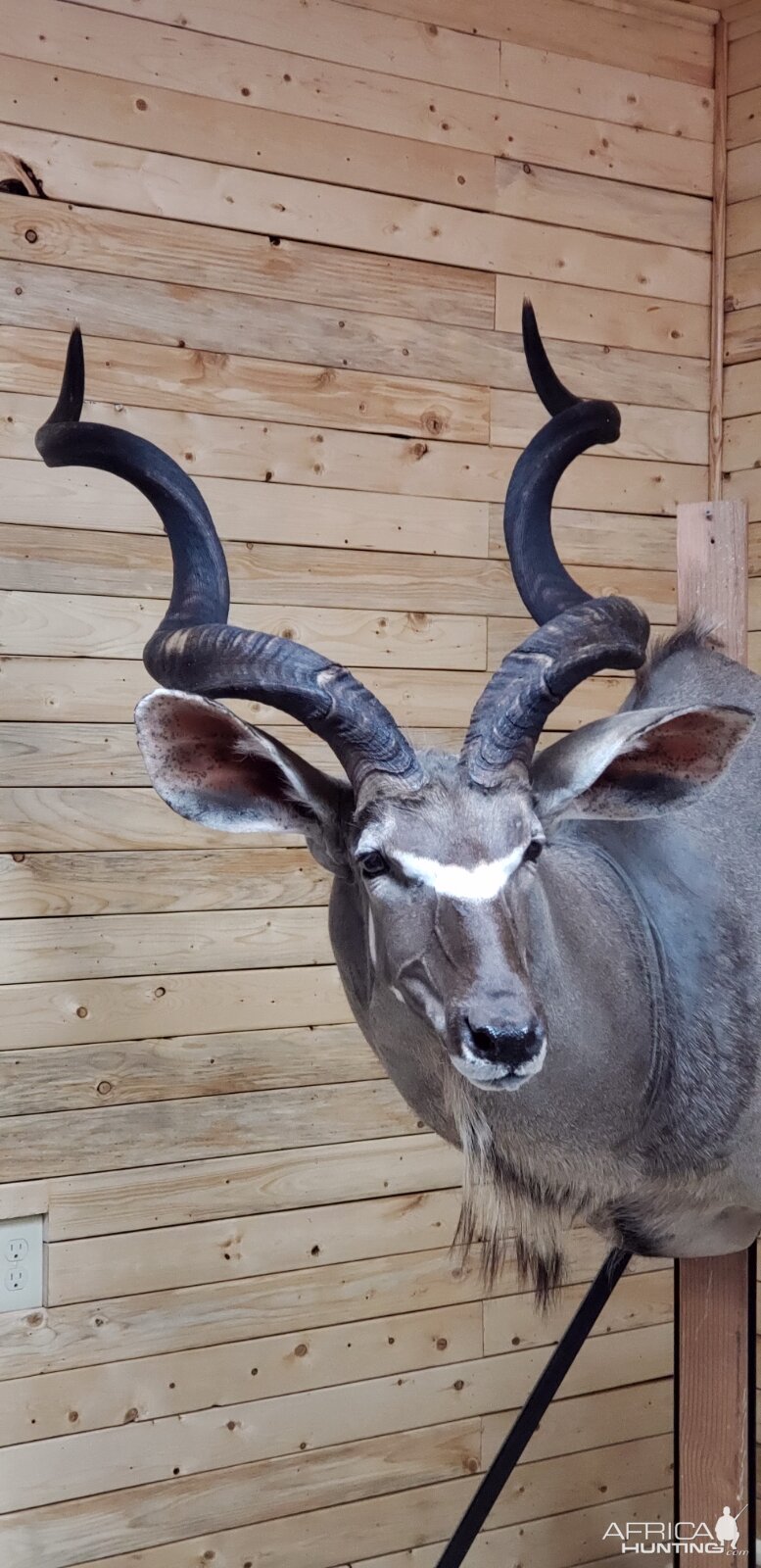 Kudu Wall Pedestal Mount Taxidermy