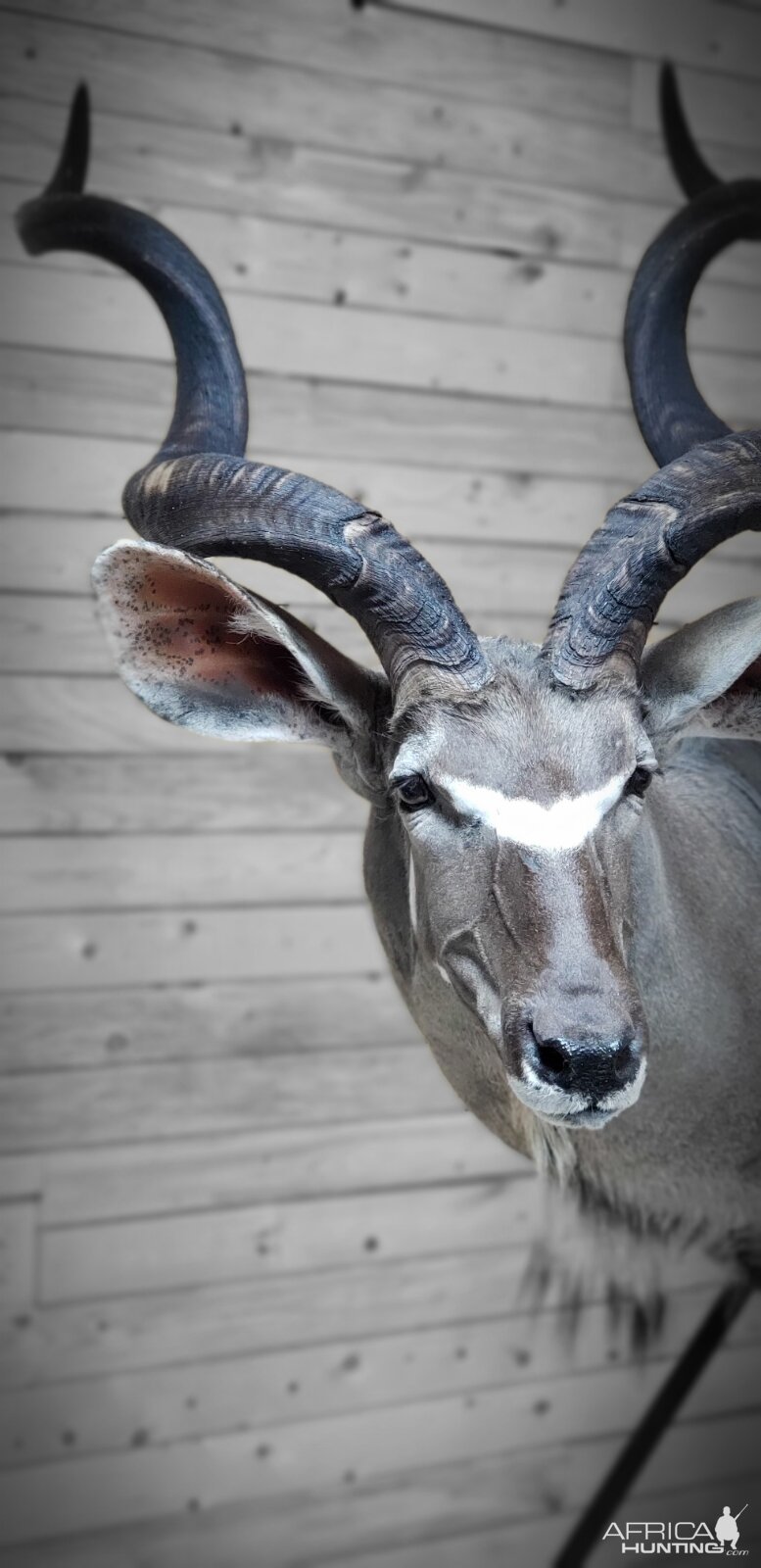 Kudu Wall Pedestal Mount Taxidermy