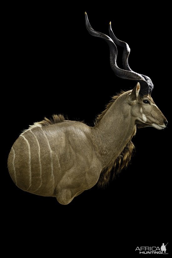 Kudu Wall Pedestal Mount Taxidermy