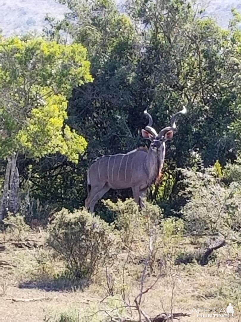 Kudu Wildlife Eastern Cape South Africa