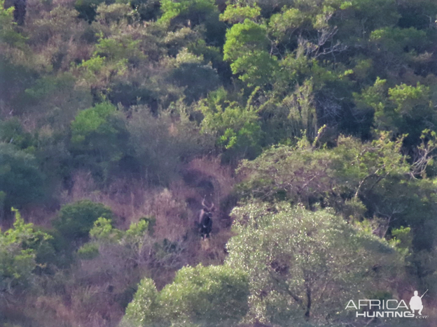 Kudu Wildlife Eastern Cape South Africa