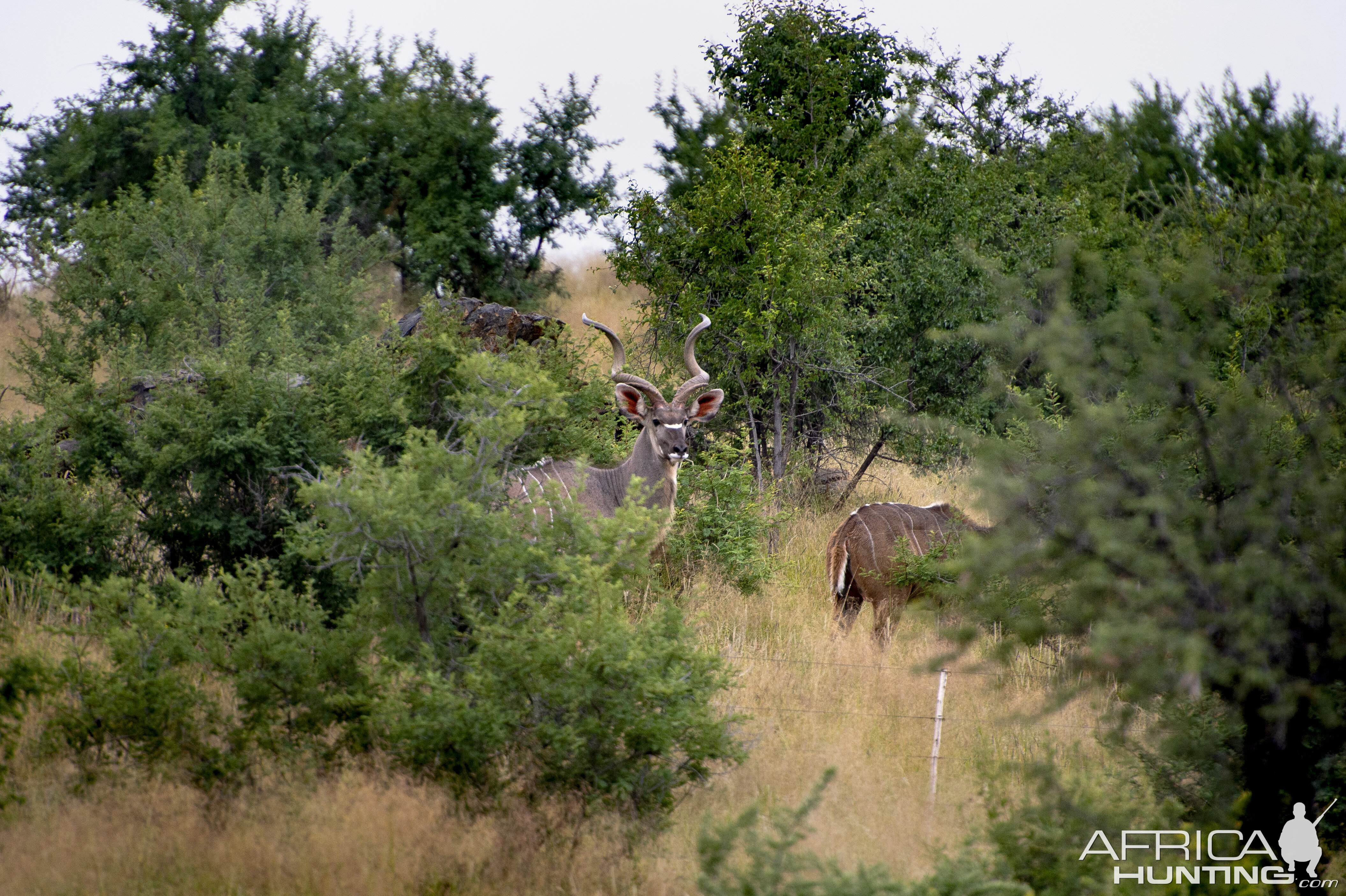 Kudu Wildlife Namibia