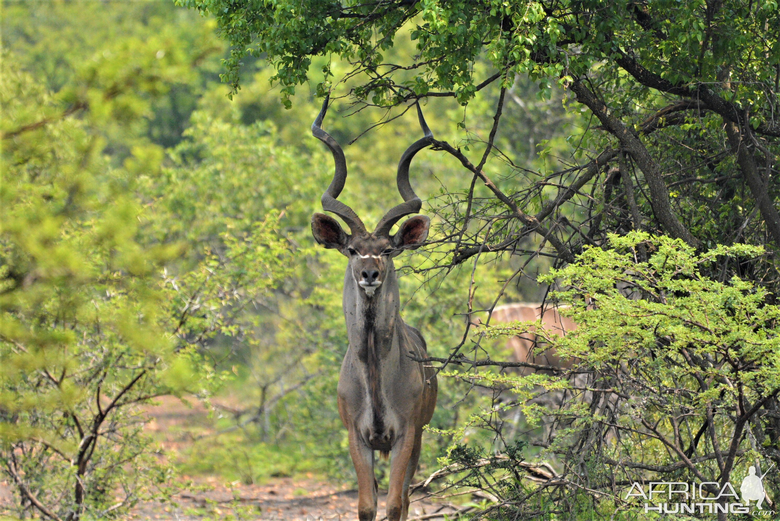 Kudu Wildlife North West Province South Africa