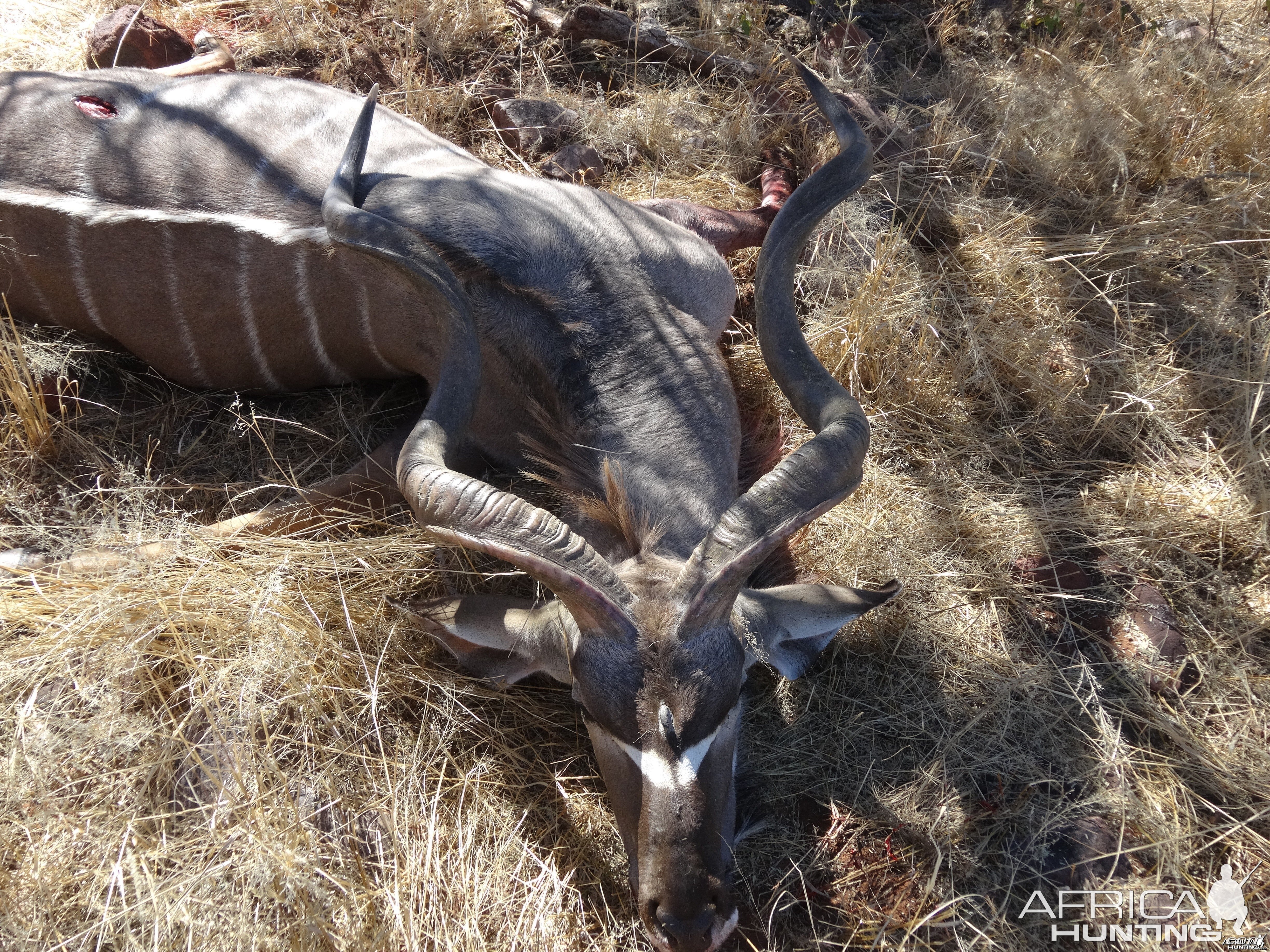 kudu with "3rd horn"