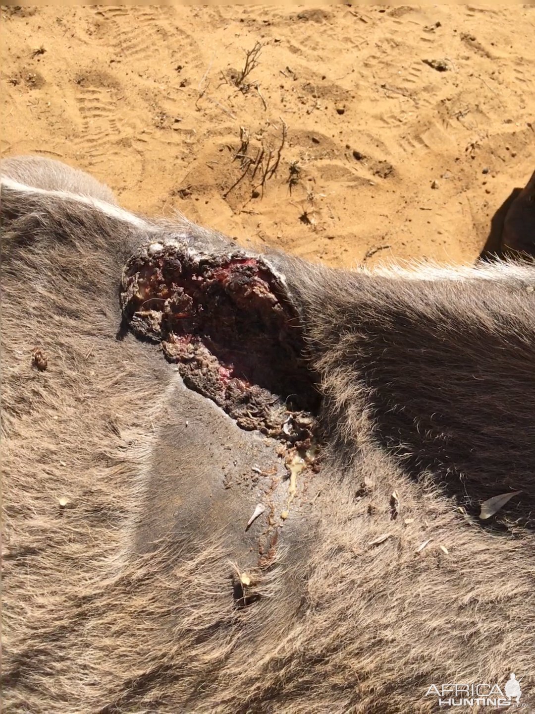 Kudu Wounded