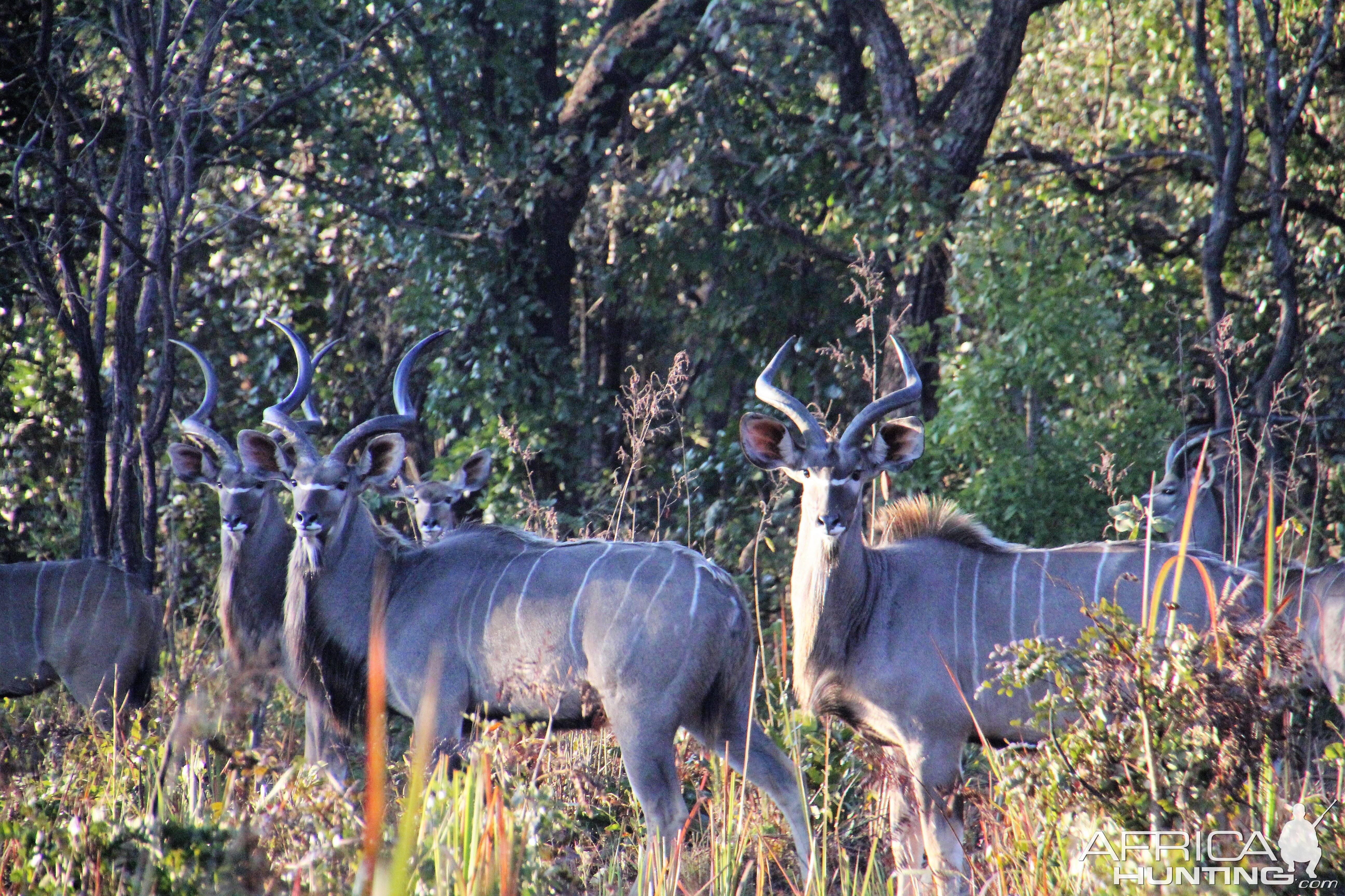 Kudu Zambia