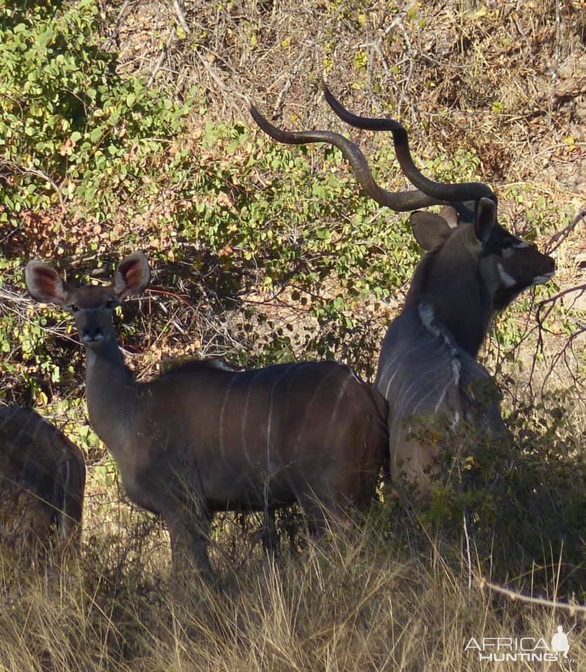 Kudu Zimbabwe