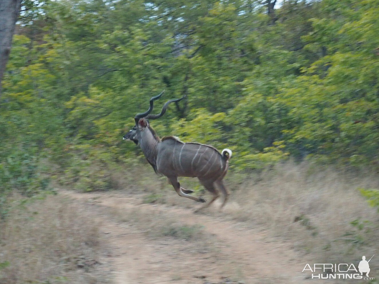 Kudu Zimbabwe