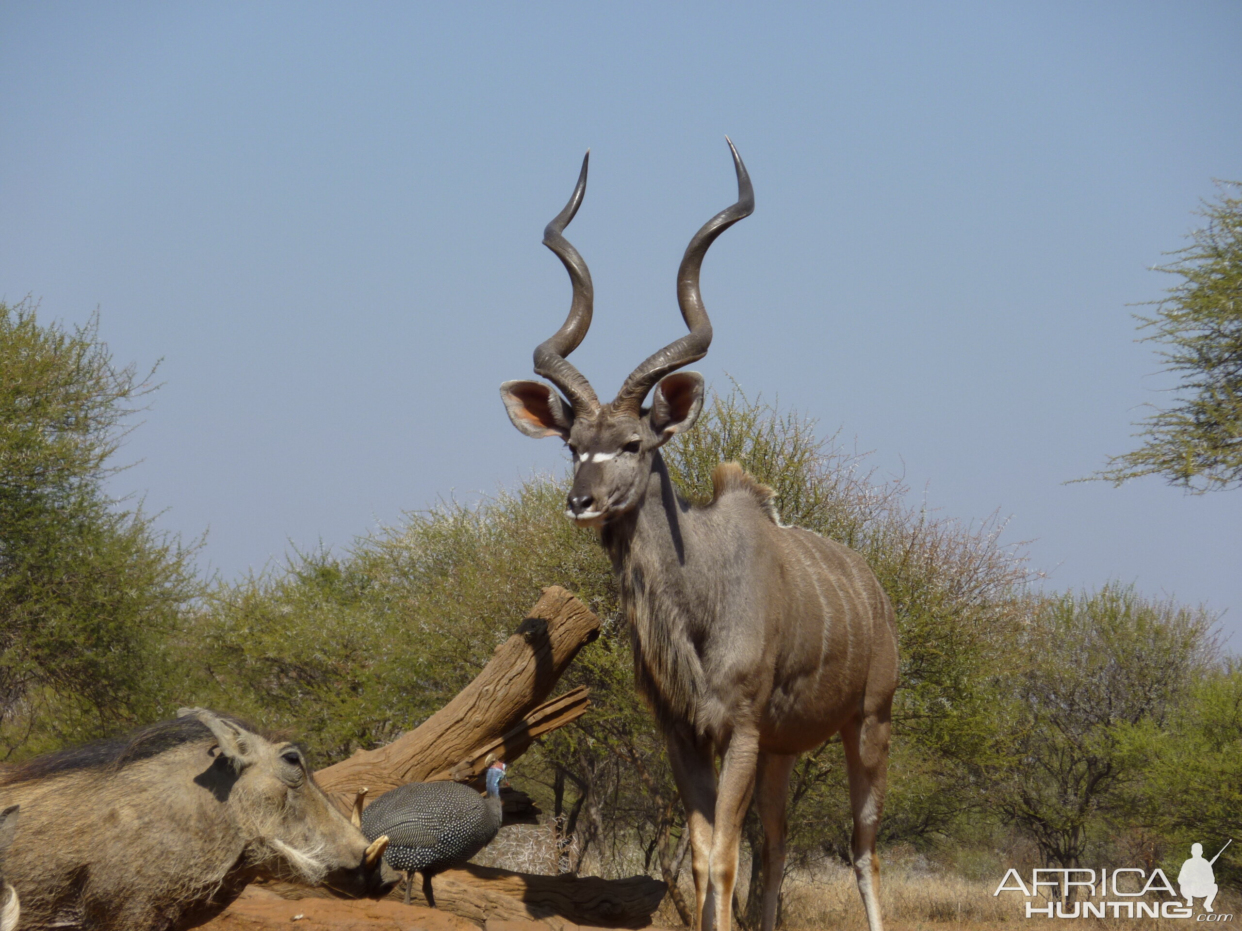 Kudu