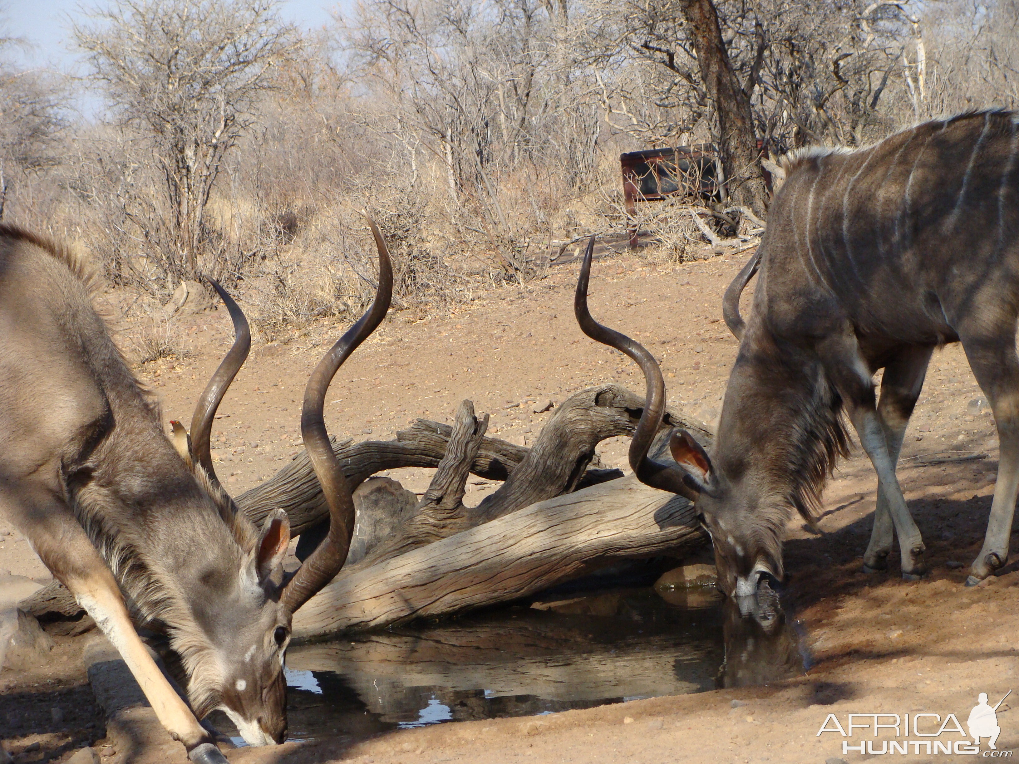 Kudu