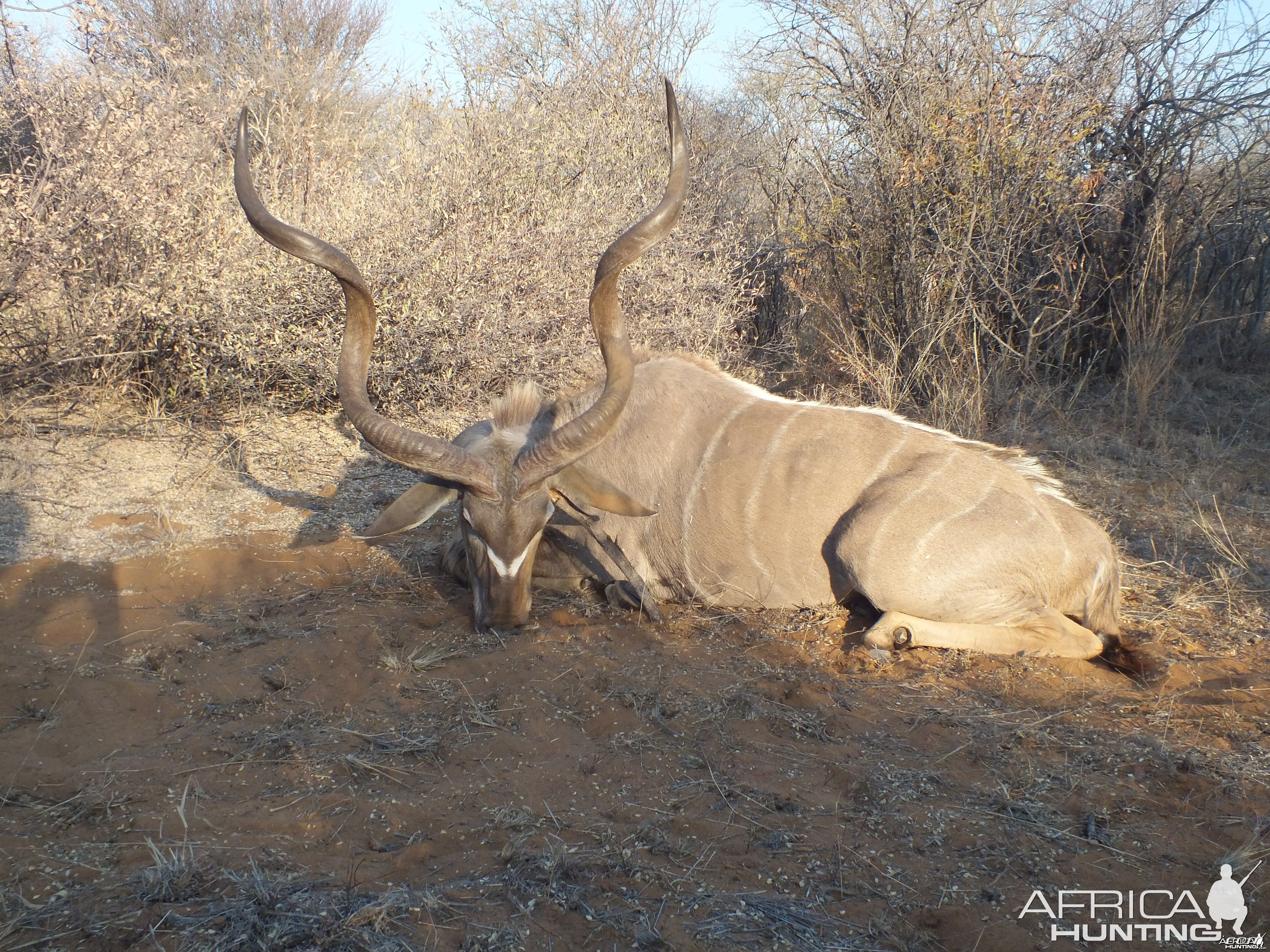 Kudu