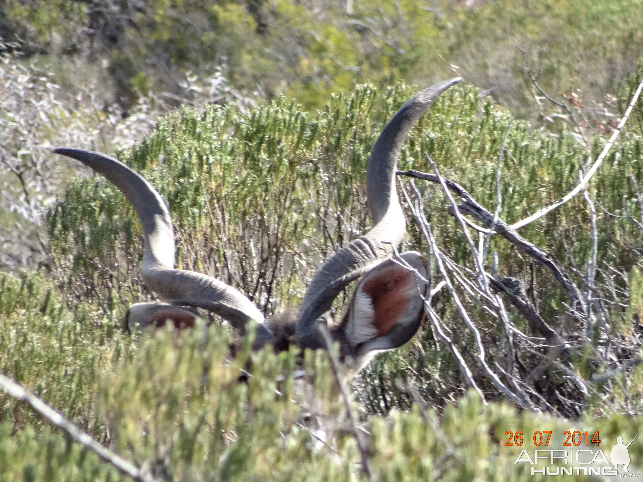 Kudu