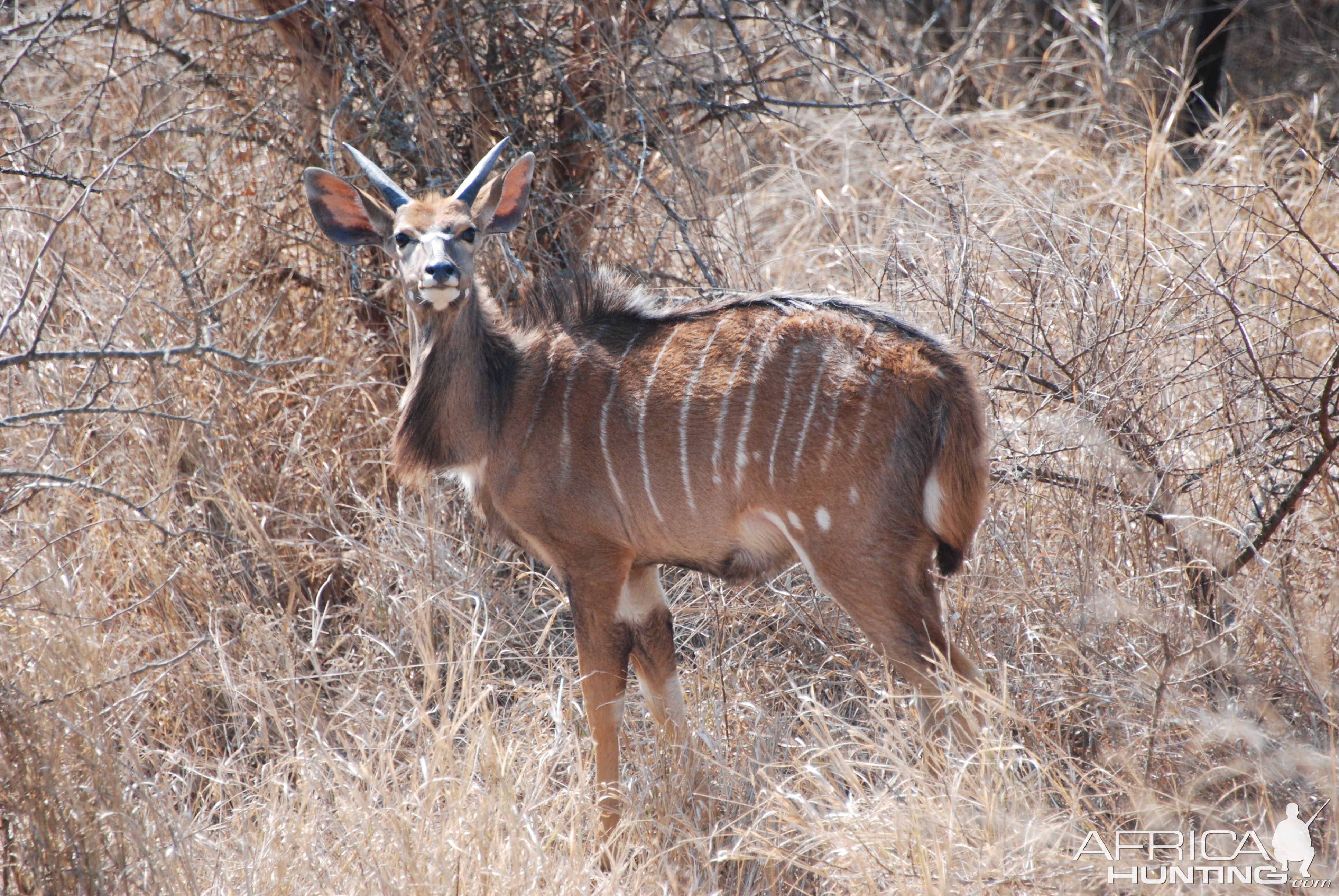 Kudu