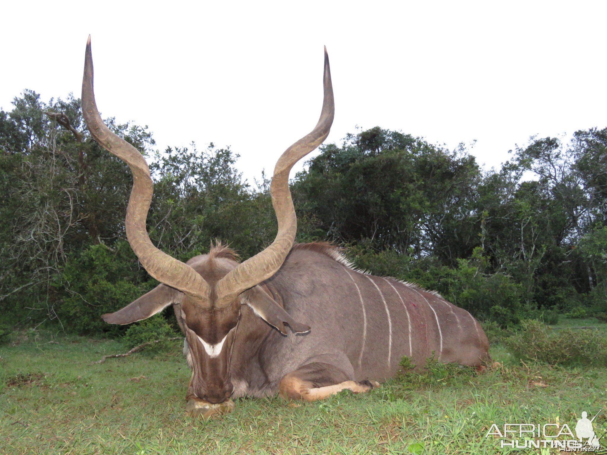 Kudu