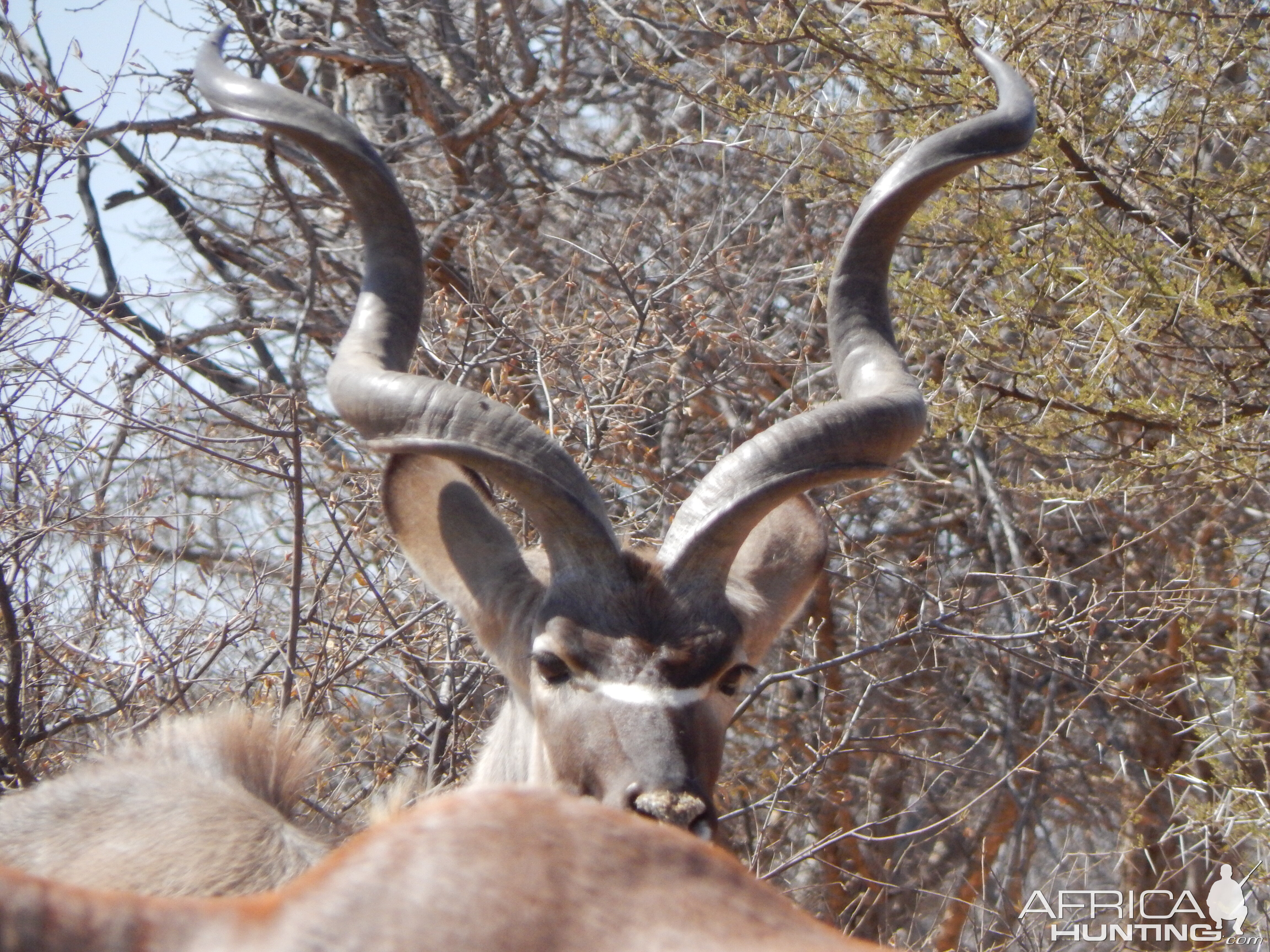 Kudu