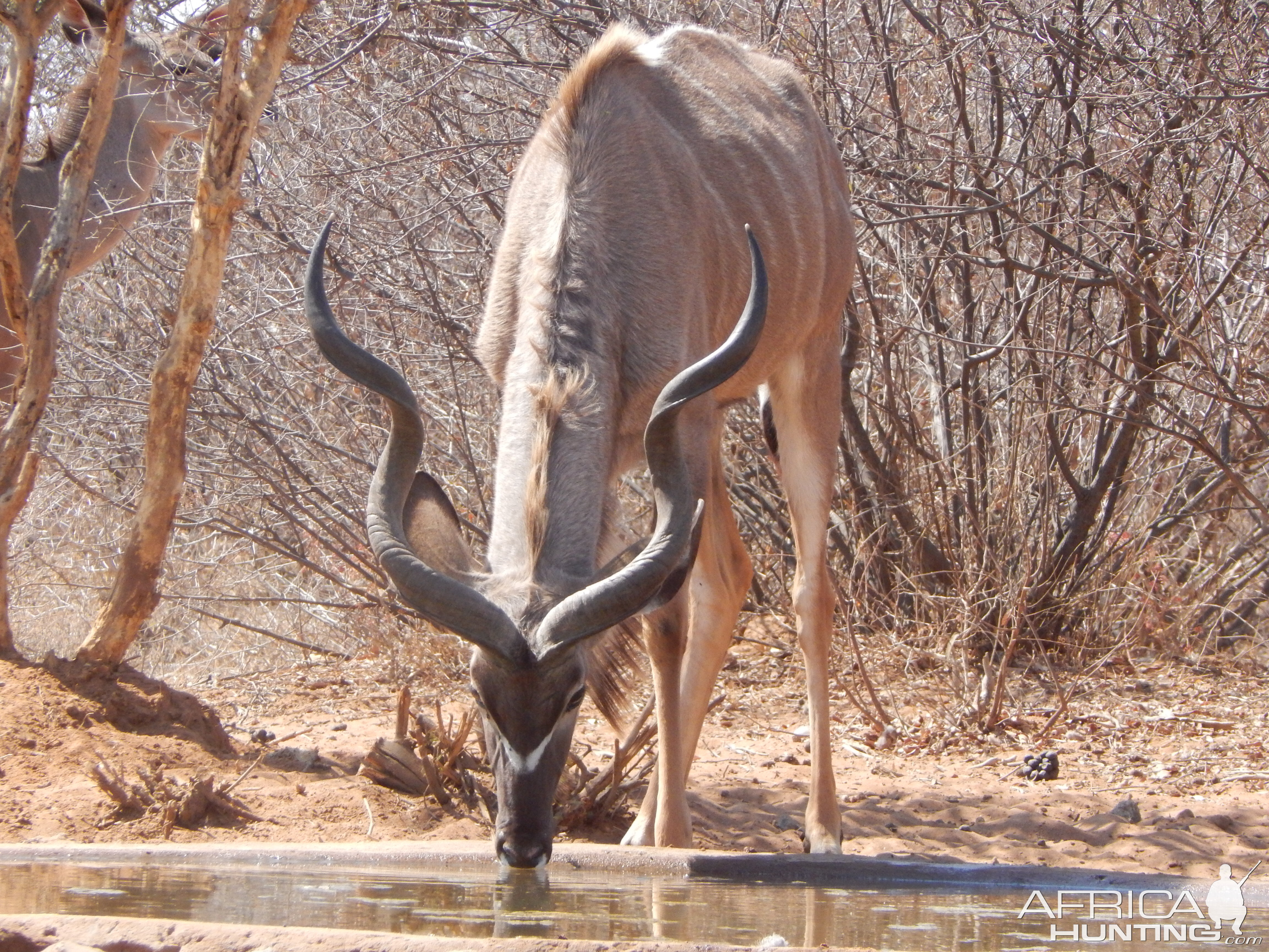 Kudu